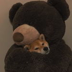 BEArs ʕ•́ᴥ•̀ʔっ