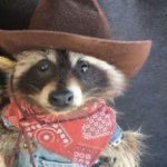 MrRacoon