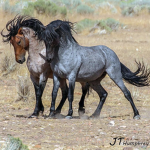 Wild mustangs