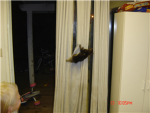 The Hanging Cats