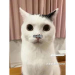 FLAMINGO IS THE BEST OF ALL YOUTUBERS