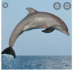 Dolphins_rule