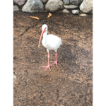 Da_Bird