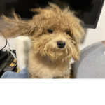 Robux doggie pls i have friends