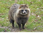 TANUKI ASESINO DE ROBLOH