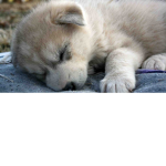 Cutesy Wolf Pack