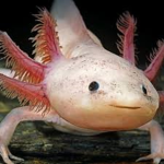 la team axolotl de nono