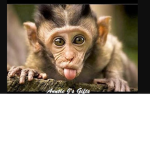 MR.MONKEY'S