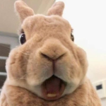 Bun_nix