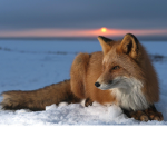 Foxes Win