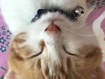 Cats are to cool