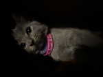 Kitty meow group 010