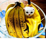 bananaCAT