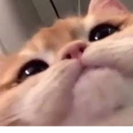 Kitty catty cat