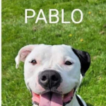 P A B L O B A BA B O I