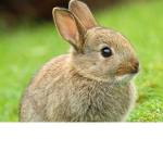 OFFICAIL TEAM BUNNY GROUP