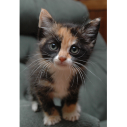 Kitten obby
