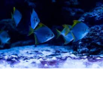 fish cool gang
