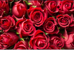 Vileda's Roses