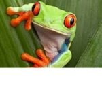 Union of Froglandia