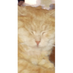 Cat Mafia.