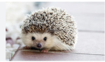 Creative Hedgehogs!