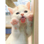 the cat cult,