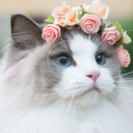 Cats, Cats, And more cats.