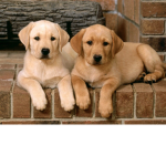 Baby Animal Group