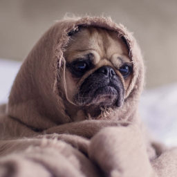 Sad Blanket Pug