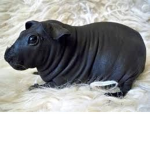 The skinny pigs