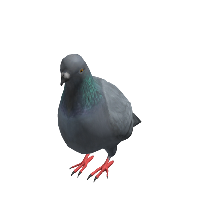 Pigeon Bird