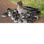 DUCKS UNITED IS THE BEST DUCK GROUP