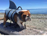 bullsharkdog group!