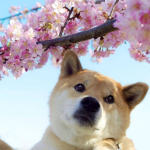 •Shiba•