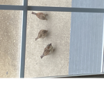 Funny birds