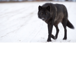 Wolfs lol