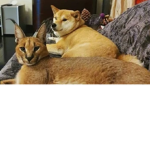 The Floppa and Doge Republic