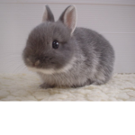 Bunny4LyfeSquad
