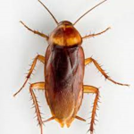 Ro-Roaches