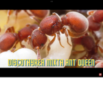 AntSpeciesGroup