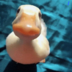 Duck3y