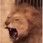cRaZy beasts