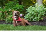 Dog's For Life!