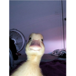 robux grubumuz
