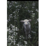 • sheep aesthetic•