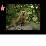 Fox pack channel