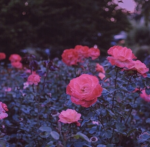 ~*rose petals*~