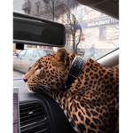 Cheetah-Aesthetics