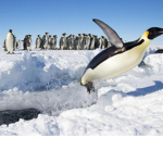 The_Penguin_Gang